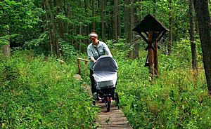 Обычно будущие родители сначала покупают многофункциональную большую детскую коляску, чтобы путешествовать с детьми по лесу и по бездорожью